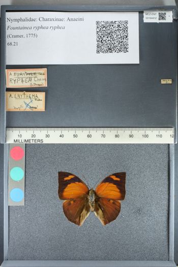 Media type: image;   Entomology 164412